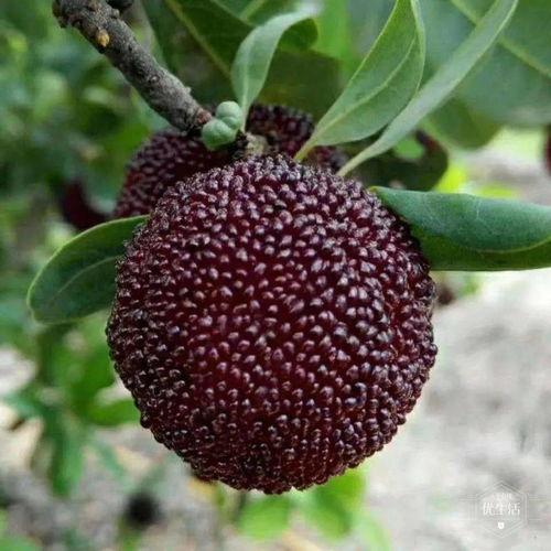 吃瓜梅梅是谁,网络红人的崛起与影响力